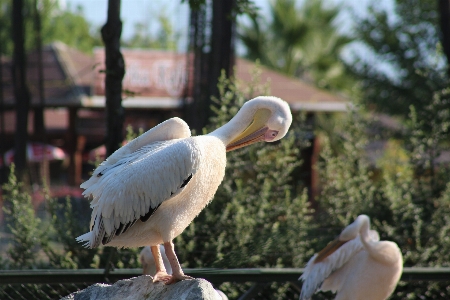 Foto Kebun binatang burung paruh pelikan