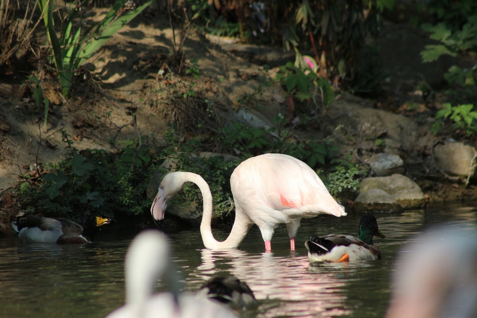 Pellicano zoo animale rosa