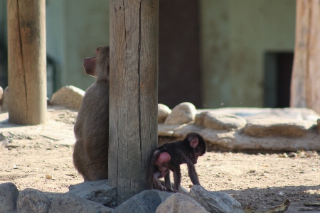 Monkey mother son sad Photo