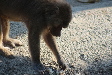 Monkey eating bread alone Photo