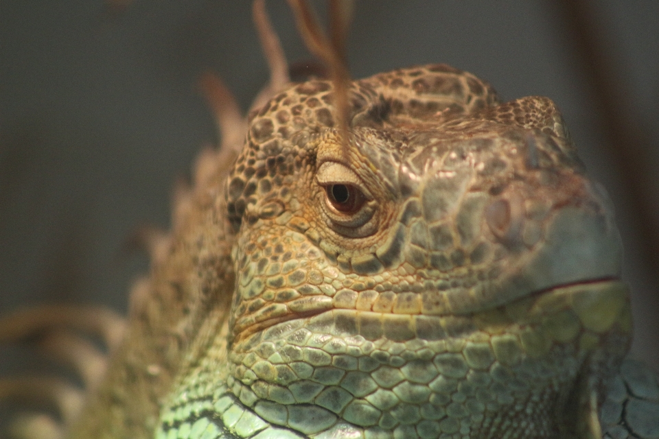 Camaleonte
 zoo rettile iguana