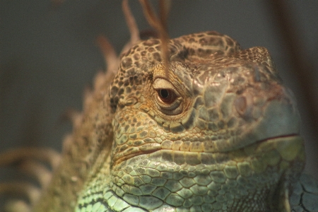 Foto Bunglon
 kebun binatang reptil iguana