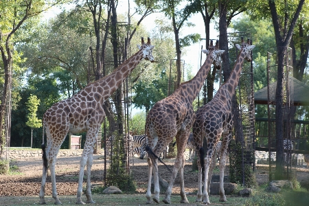 キリン 動物園 グループ 野生動物 写真