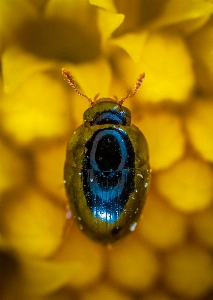 Bug insect macro photography Photo