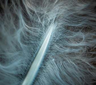 Macro feather close up fur Photo