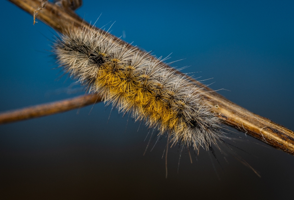 Macro caterpillar insect larva