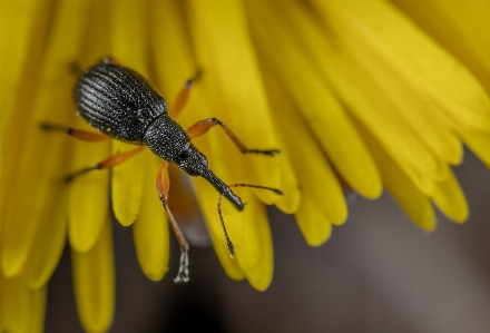 Bug insect macro yellow Photo