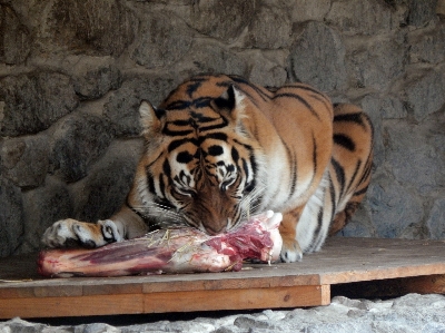 Foto Satwa harimau mamalia bertulang belakang
