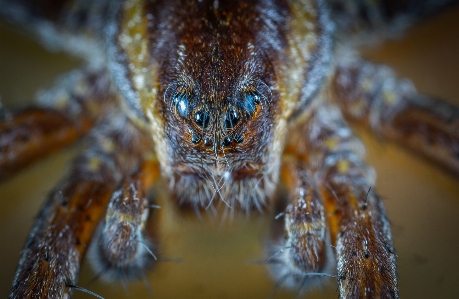 Foto Ragno aracnide
 macro invertebrato