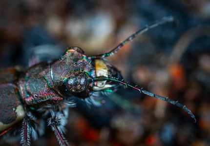 Zdjęcie Owad makro błąd fotografia makro
