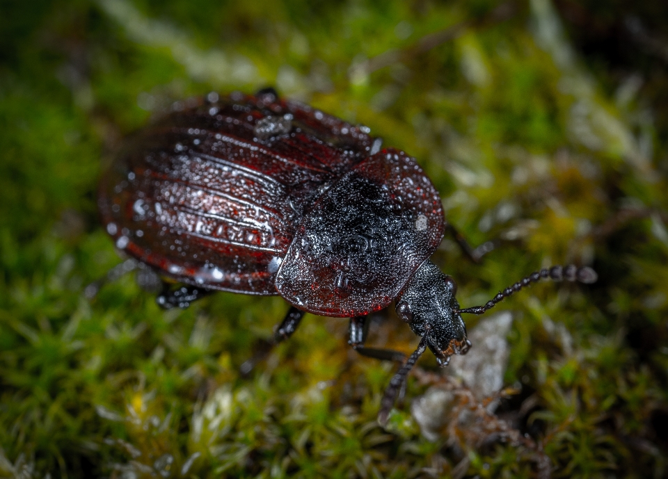 Serangga makro kumbang fauna