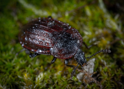 Insect macro bug beetle Photo