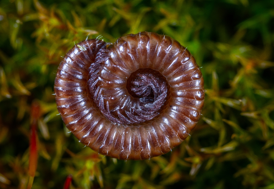 Makro kaki seribu
 merapatkan
 fotografi makro
