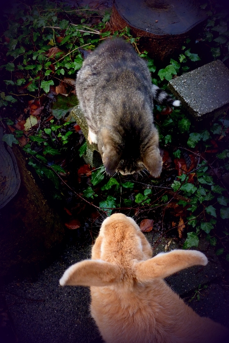 Gato conejo mamífero fauna