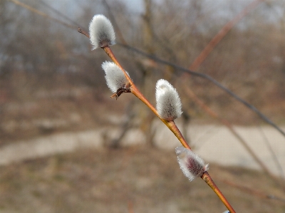 Foto Pohon willow musim semi cat
 cabang