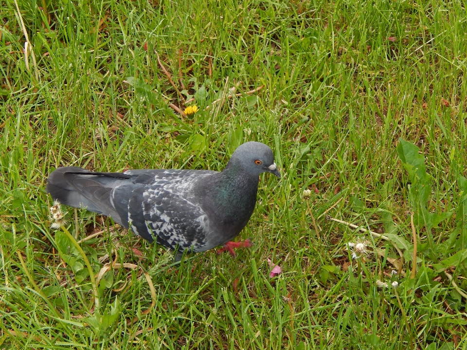 動物 バックグラウンド 自然 冬