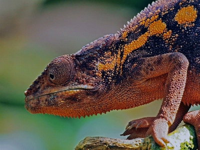 Foto Reptil
 reptil bersisik
 kadal