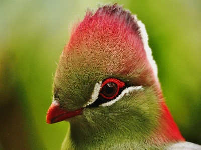 Foto Aves
 uccello becco fauna