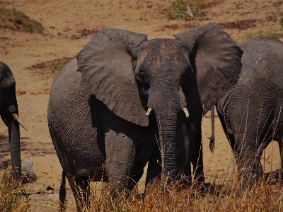 象 ザンビア ゾウとマンモス
 陸上動物
 写真