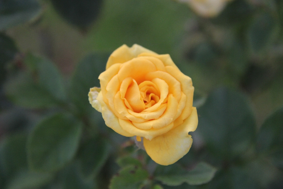 Rose flower family yellow