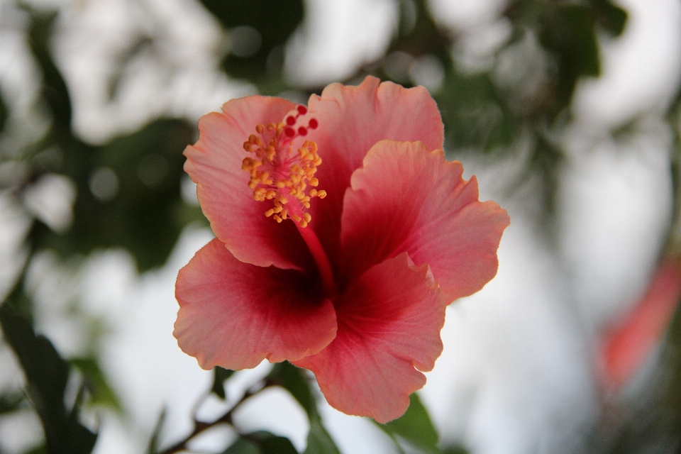 Flor plantar planta com flor
 hibisco