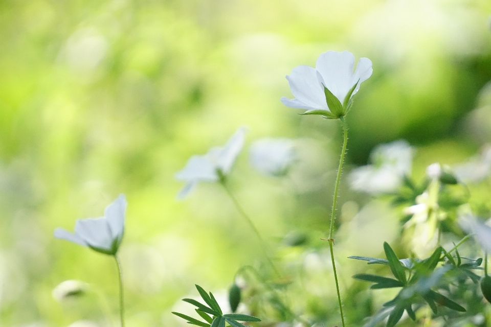 White flower anemone green