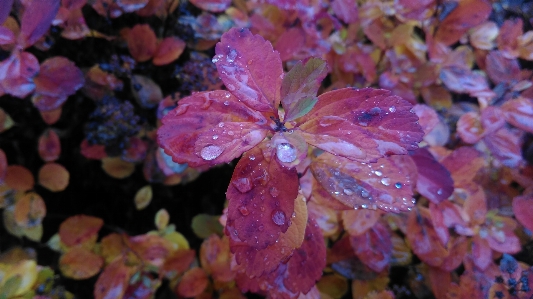 冬天 植物 雨 自然 照片