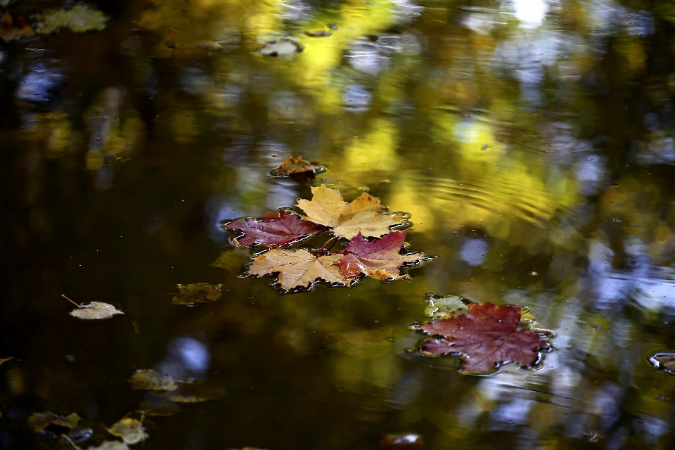 Autumn water leaf nature