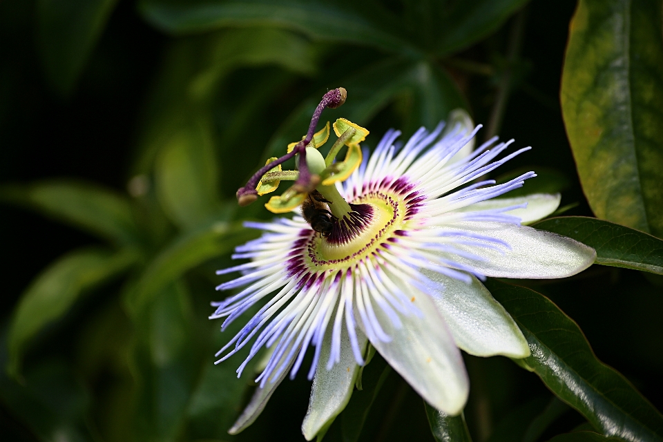 Fiore ape natura estate