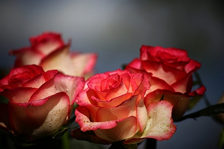 Flower roses nature summer Photo