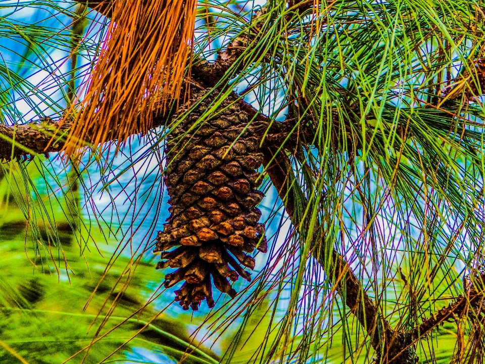 Nature tree branch vegetation