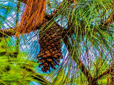 Nature tree branch vegetation Photo