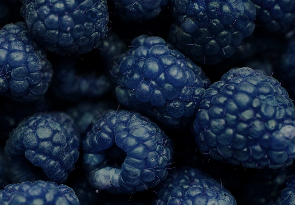 Hintergrund beere blackberry blau