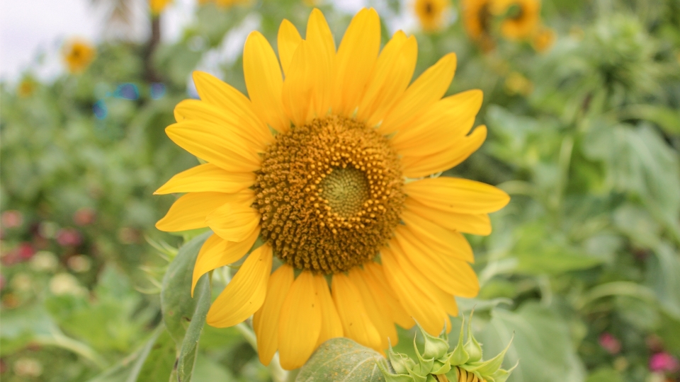 花 ひまわり 黄色 ヒマワリの種
