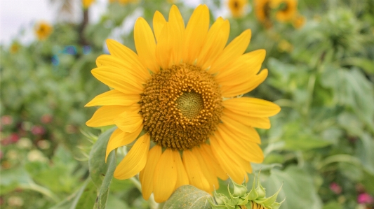 Flower sunflower yellow seed Photo