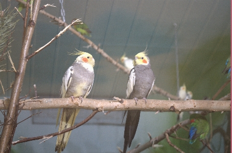 Foto Animais pássaro fauna periquito
