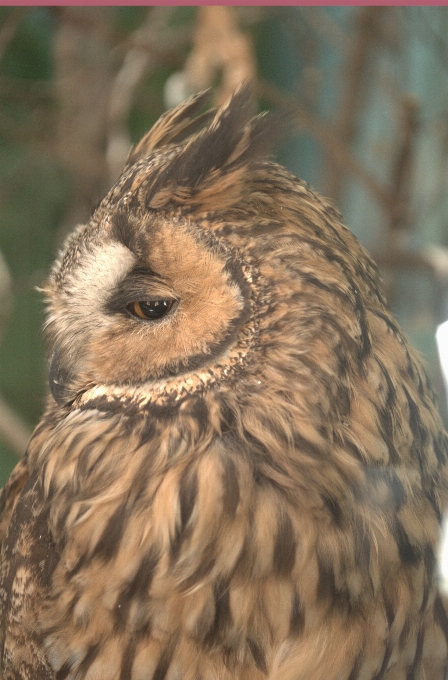 Hayvanlar baykuş gaga fauna