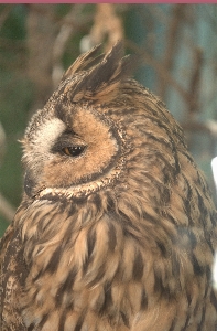 Zdjęcie Zwierząt sowa dziób fauna