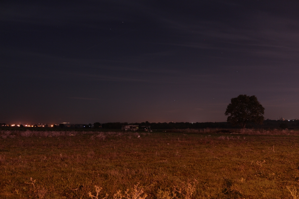 Noche árbol tierra estrella