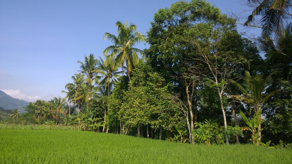 Tree village rice field vegetation