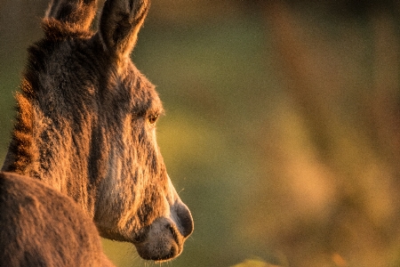 Donkey nature forest wildlife Photo