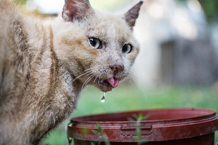 Foto Natureza floresta animais selvagens selvagem