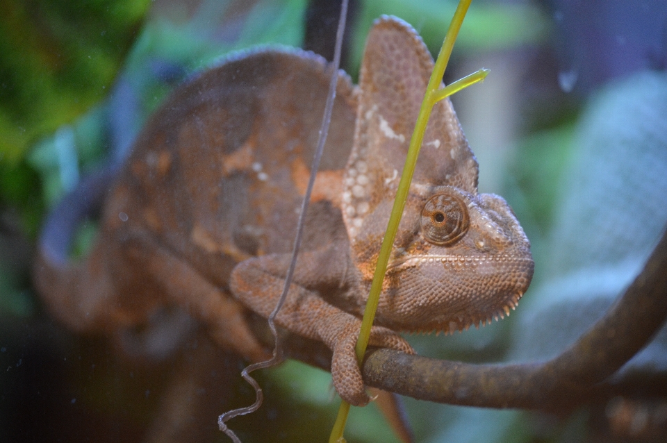 Chamaeleo calyptratus
 camaleonti
 camaleonidi
 rettile
