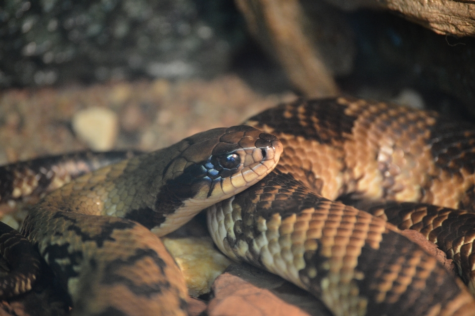 Schlange schlangen
 reptil
 zoo