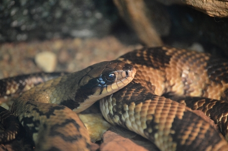 Snake serpentes reptilia zoo Photo