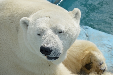 Ursus maritimus polar bear zoo Photo