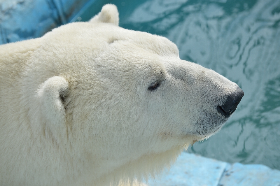 Seebär
 eisbär
 zoo tragen