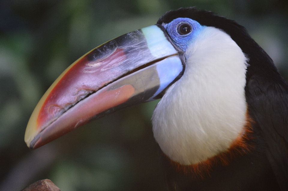 Toucan zoo bird beak