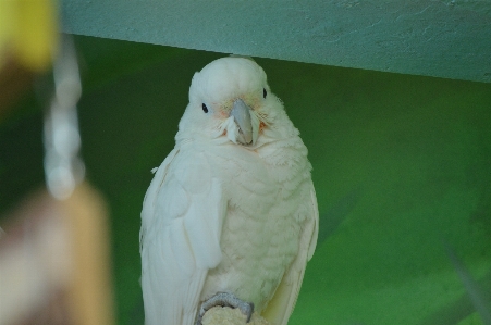 Photo Cacatoès
 oiseau le bec perroquet