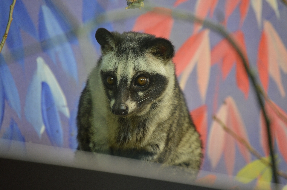 Asian palm civet zoo